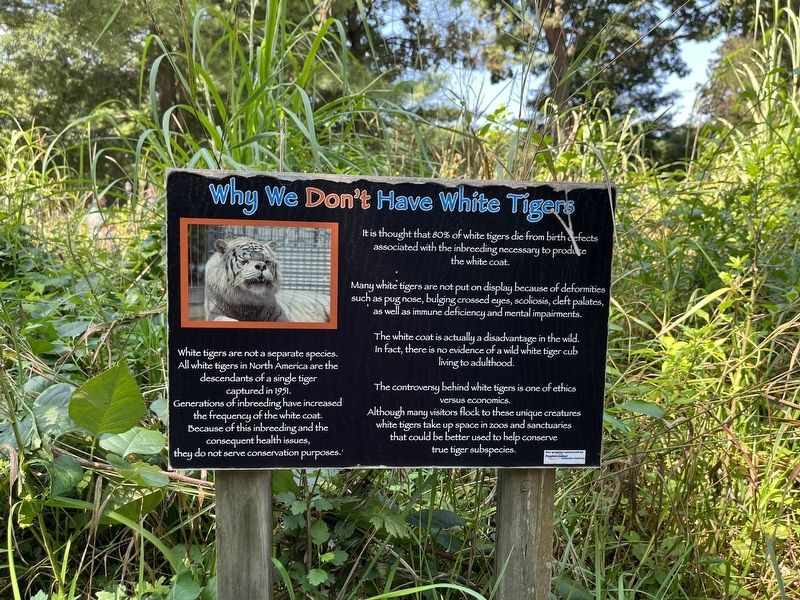 Why We Don't Have White Tigers Marker. Click for full size. Why We Don't Have White Tigers Marker image. Click for full size.