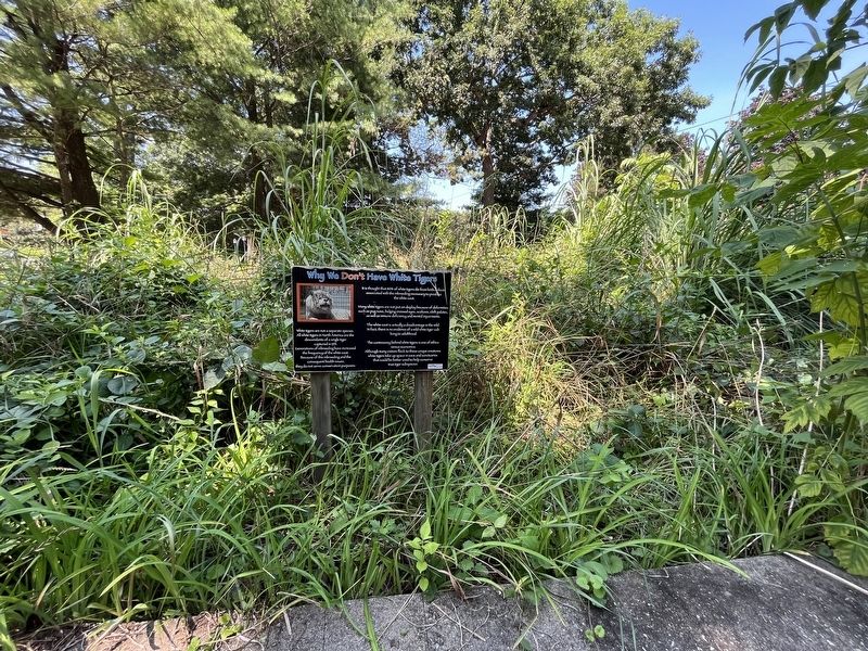 Why We Don't Have White Tigers Marker. Click for full size. Why We Don't Have White Tigers Marker image. Click for full size.