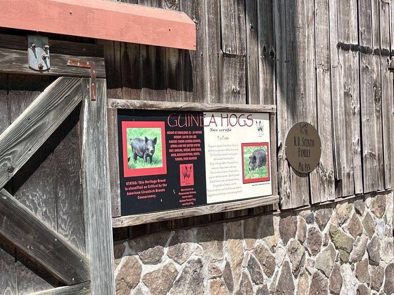 Guinea Hogs Marker. Click for full size. Guinea Hogs Marker image. Click for full size.