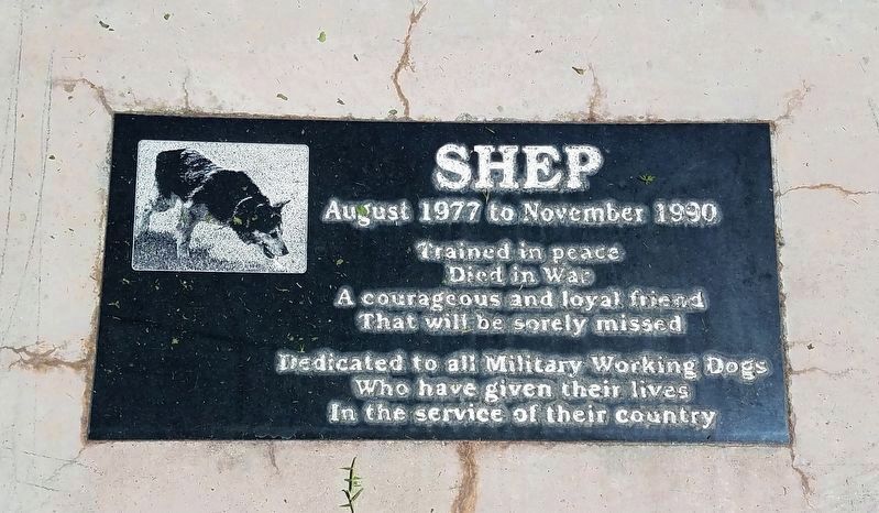 Shep image. Click for full size.