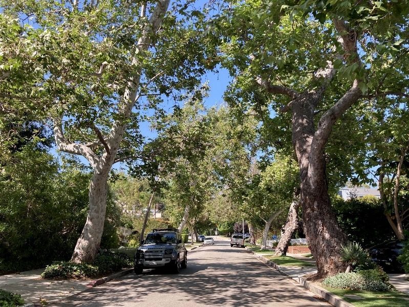 Sycamore Trees. Click for full size. Sycamore Trees image. Click for full size.