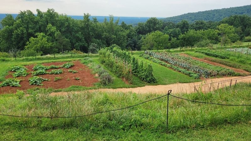 Vegetable Garden. Click for full size. Vegetable Garden image. Click for full size.