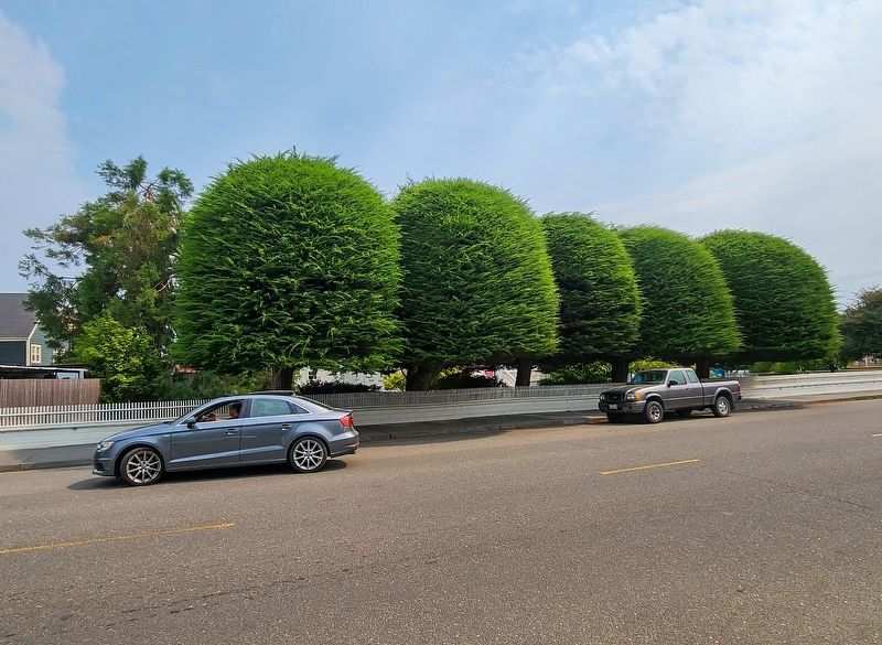 Gumdrop trees (coast cypress) image. Click for full size.