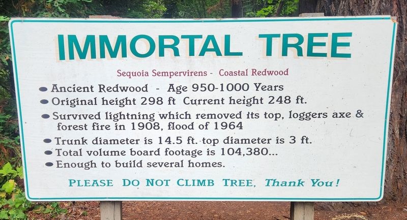 Immortal Tree Marker image. Click for full size.