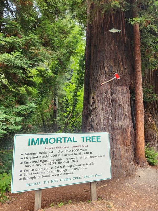 Immortal Tree Marker image. Click for full size.