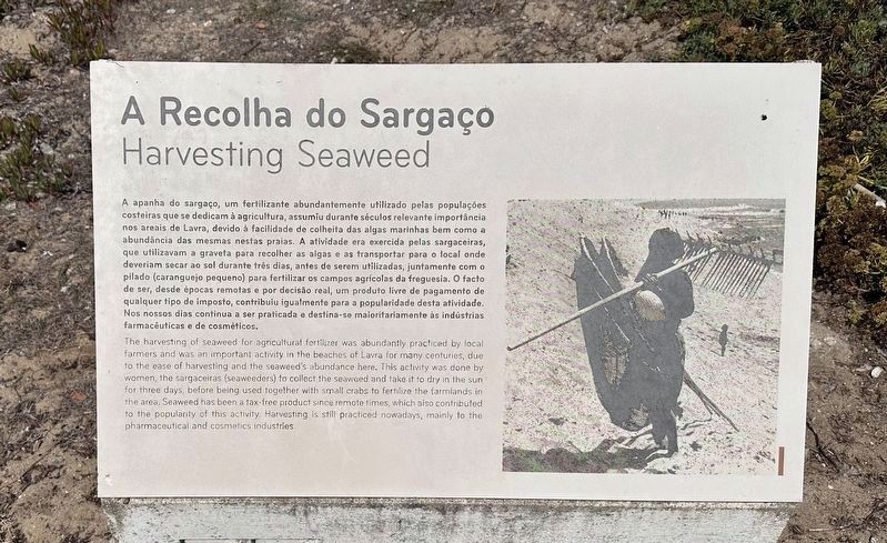 A Recolha do Sarga�o / Harvesting Seaweed Marker image. Click for full size.