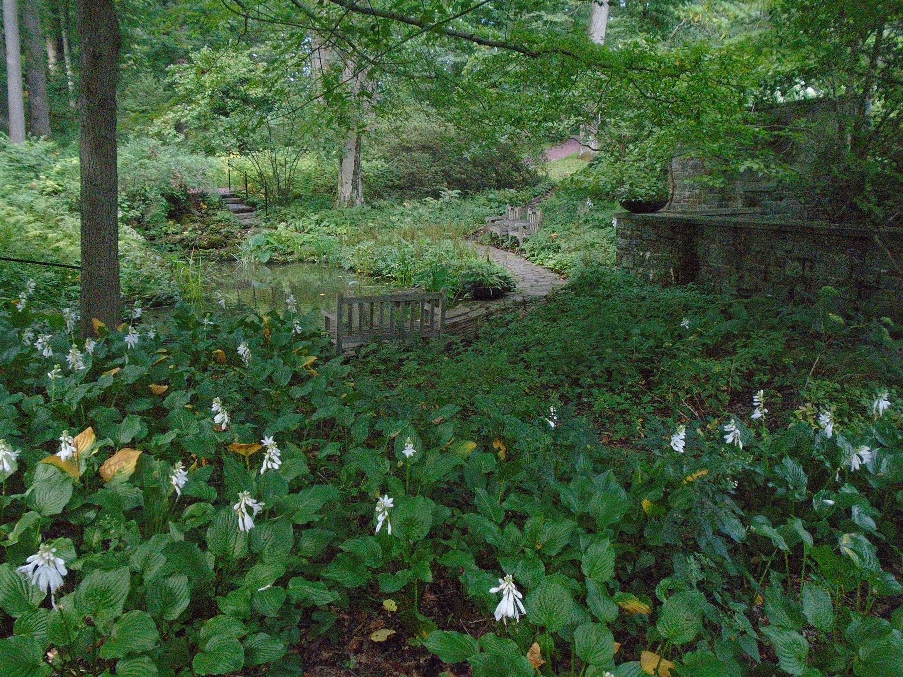 Lower Pond in the Glade. Click for full size. Lower Pond in the Glade image. Click for full size.