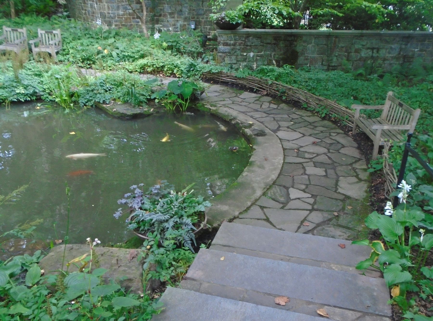 Lower Pond and Koi. Click for full size. Lower Pond and Koi image. Click for full size.
