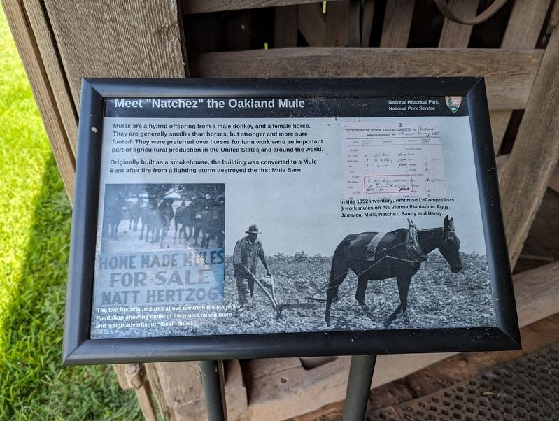 Meet "Natchez" the Oakland Mule Marker image. Click for full size.