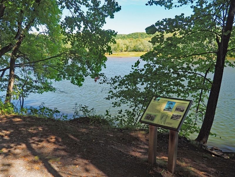 White Pines Marker on the Riverside Trail along the St. Croix River image. Click for full size.
