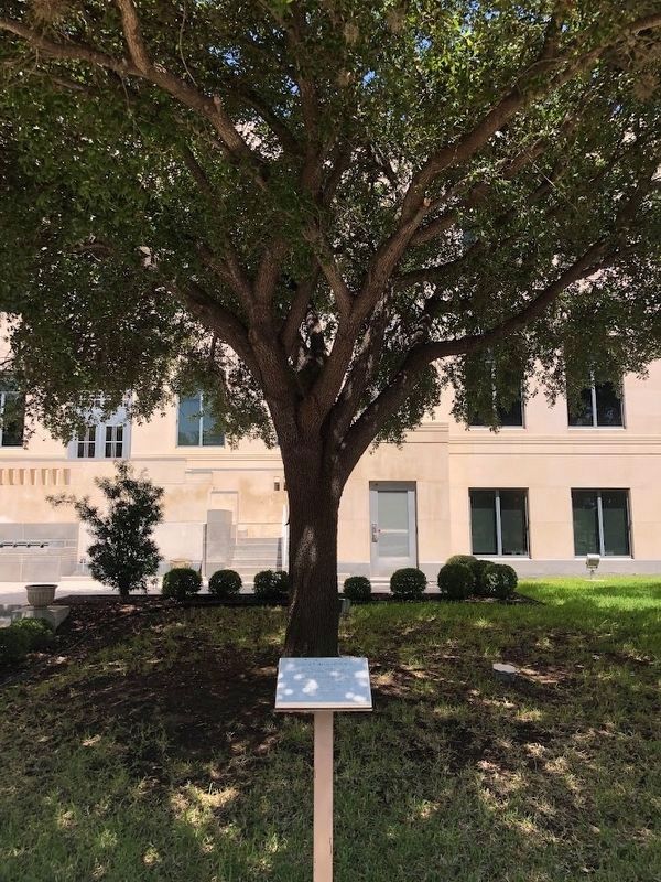 Stephen F. Austin Oak Tree and Marker image. Click for full size.