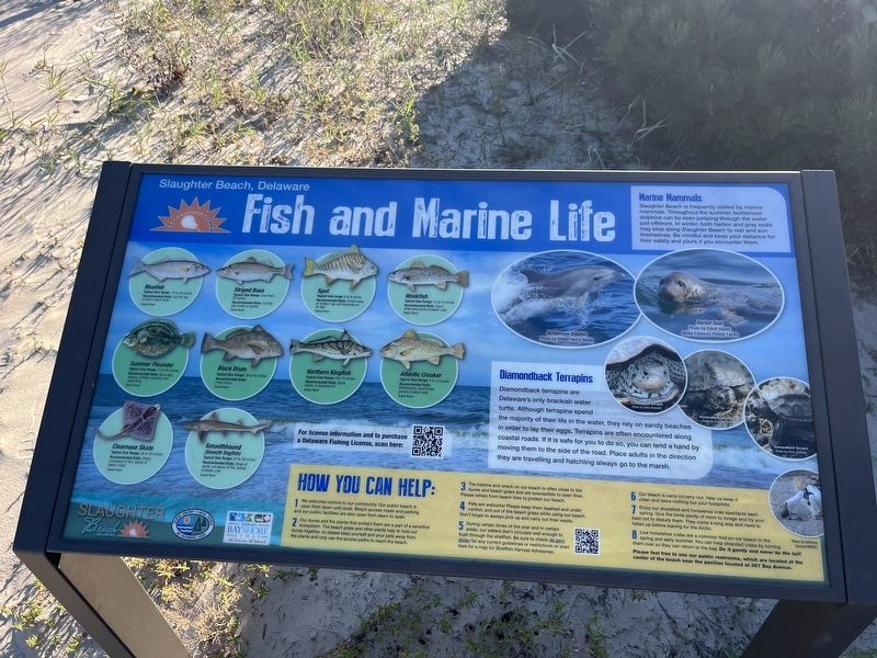 Fish and Marine Life image. Click for full size.