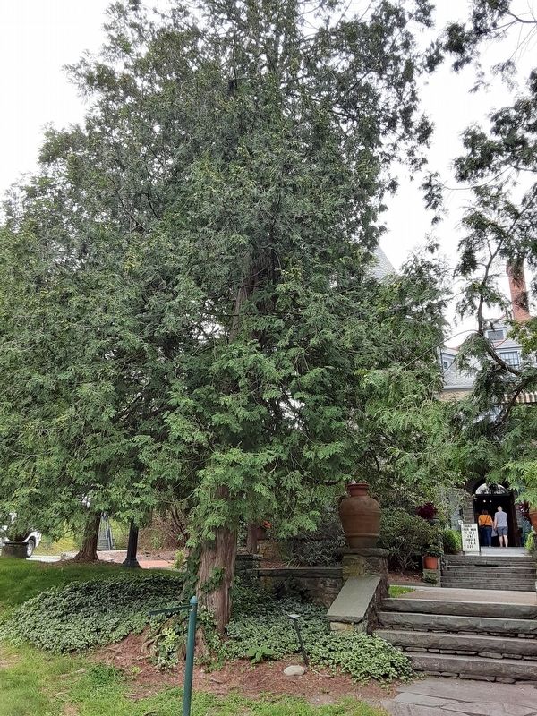 Eastern Arborvitae and Marker. Click for full size. Eastern Arborvitae and Marker image. Click for full size.