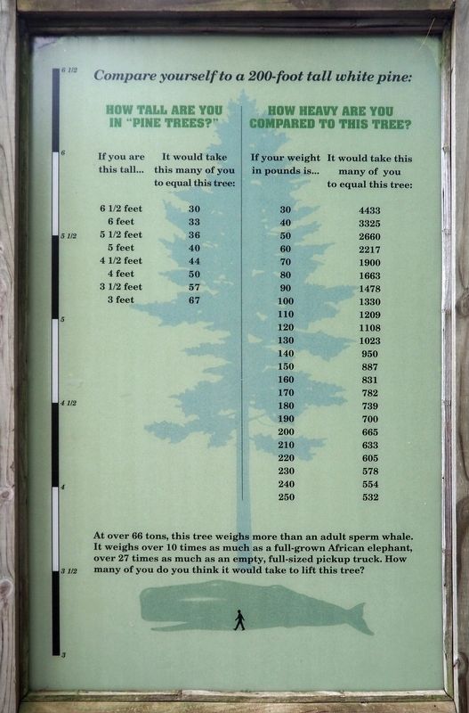 Compare Yourself to a 200-Foot Tall Pine Tree Marker image. Click for full size.