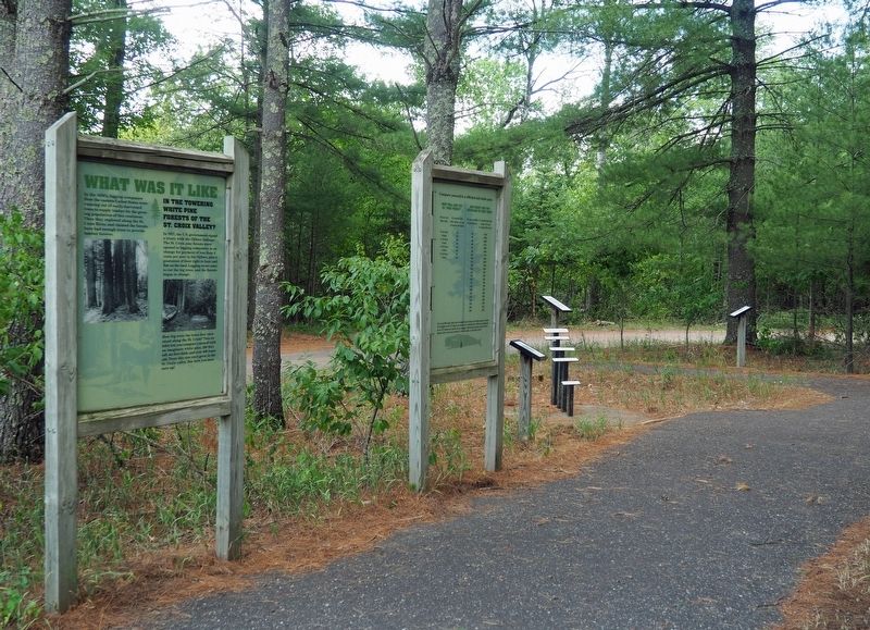 Markers at the Vanished Forest exhibit in Wild River State Park image. Click for full size.