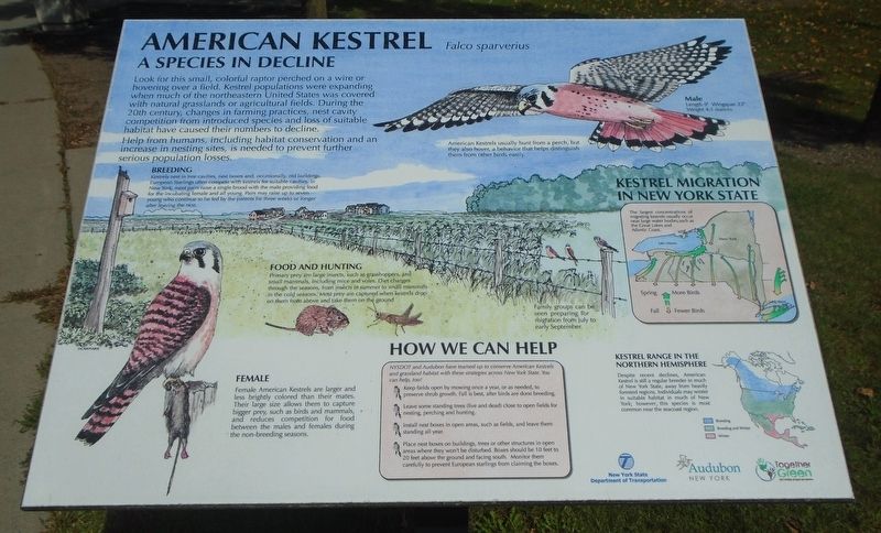 American Kestrel Marker image. Click for full size.