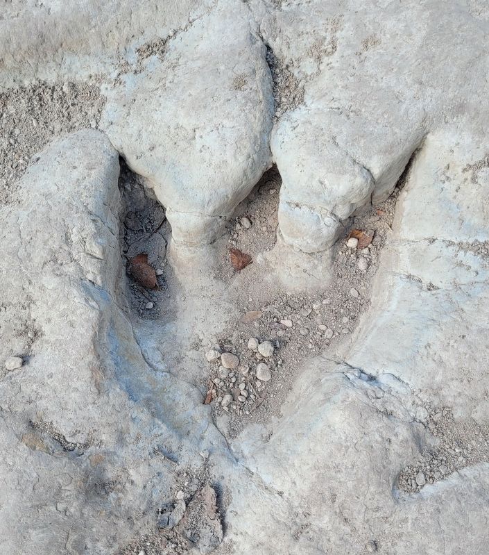 Closeup of a track in the Paluxy river bed. Click for full size. Closeup of a track in the Paluxy river bed image. Click for full size.