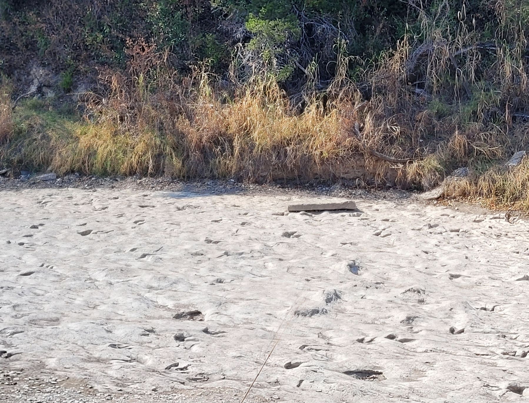 Tracks revealed when the Paluxy river is dry. Click for full size. Tracks revealed when the Paluxy river is dry image. Click for full size.