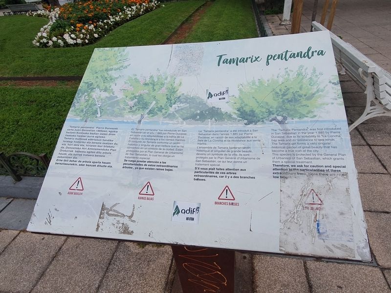 Tamarix pentandra Marker. Click for full size. Tamarix pentandra Marker image. Click for full size.