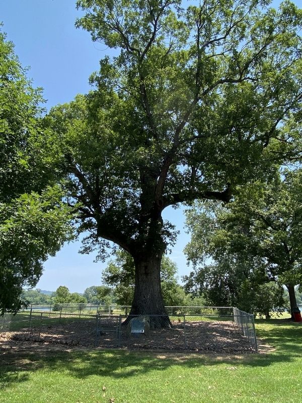 Council Oak Marker. Click for full size. Council Oak Marker image. Click for full size.