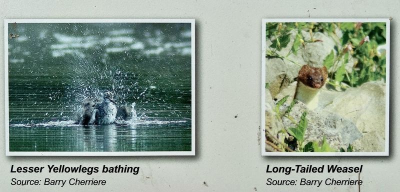 History of the Biggar Lagoons marker detail (bottom) image. Click for full size.