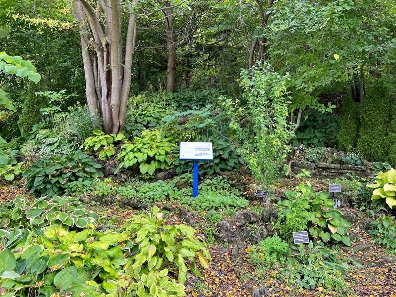 Dundas Driving Park: A Focal Point In Dundas For Over A Century Marker image. Click for full size.