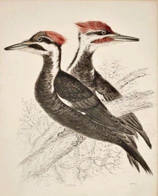Illustration of the Pileated Woodpecker, 1843, by William Pope image. Click for full size.