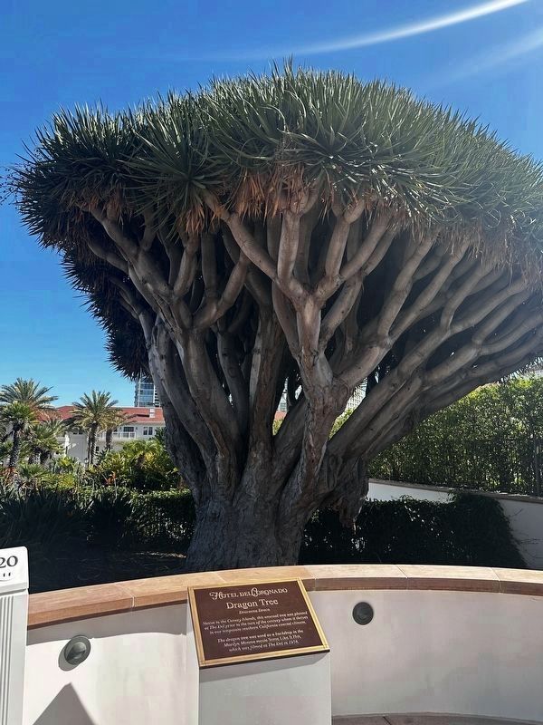 Marker and Dragon Tree image. Click for full size.