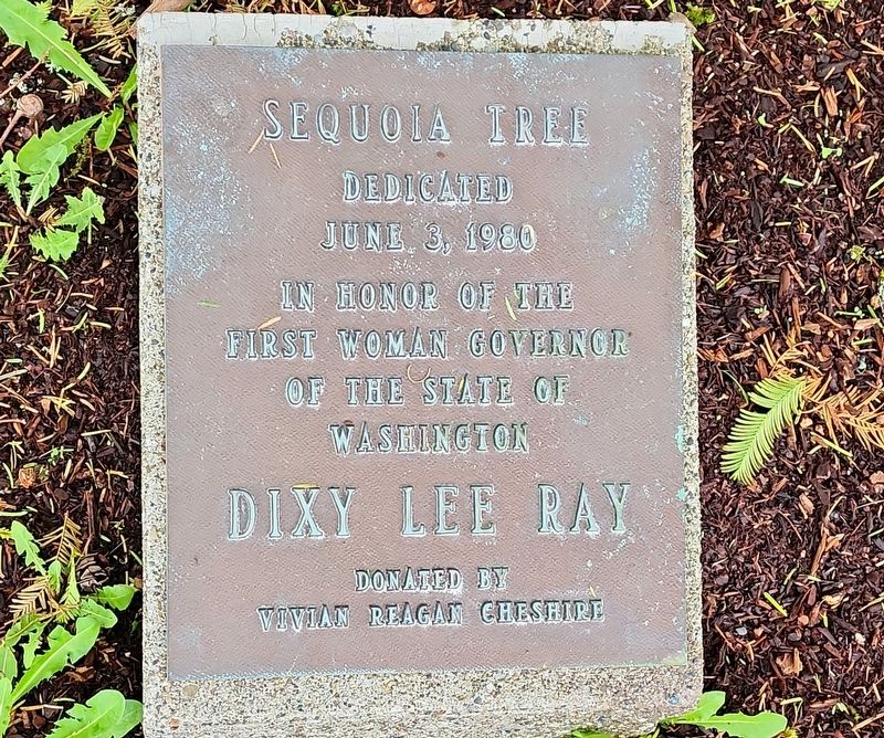 Sequoia tree dedicated June 3, 1980 in honor of the first woman governor of the State of Washington Marker. Click for full size. Sequoia tree dedicated June 3, 1980 in honor of the first woman governor of the State of Washington Marker image. Click for full size.