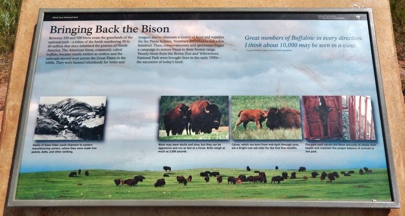 Bringing Back the Bison Marker image. Click for full size.