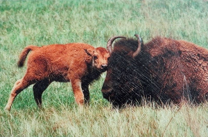 Bison Calf image. Click for full size.