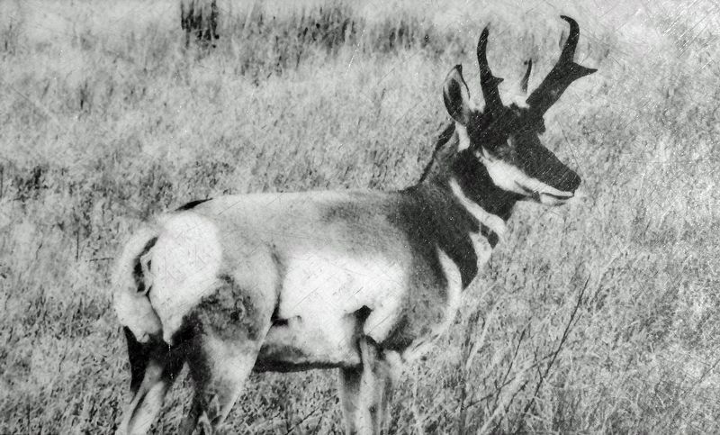 Marker detail: Pronghorn Antelope image. Click for full size.