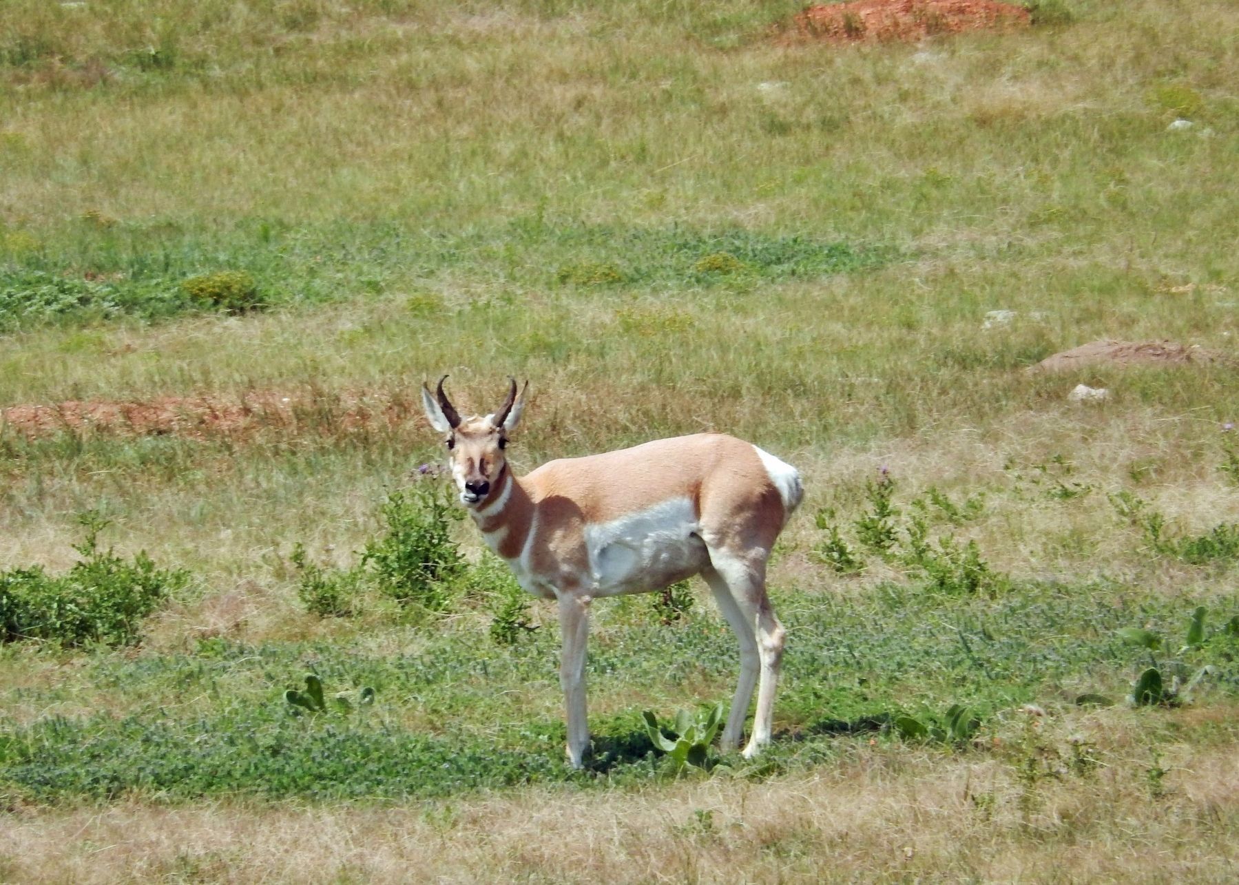 As if on cue, a Pronghorn Antelope happens by... image. Click for full size.