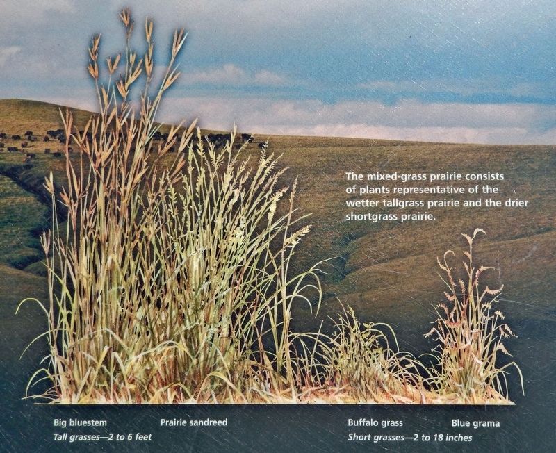 Marker detail: The Mixed-grass Prairie image. Click for full size.