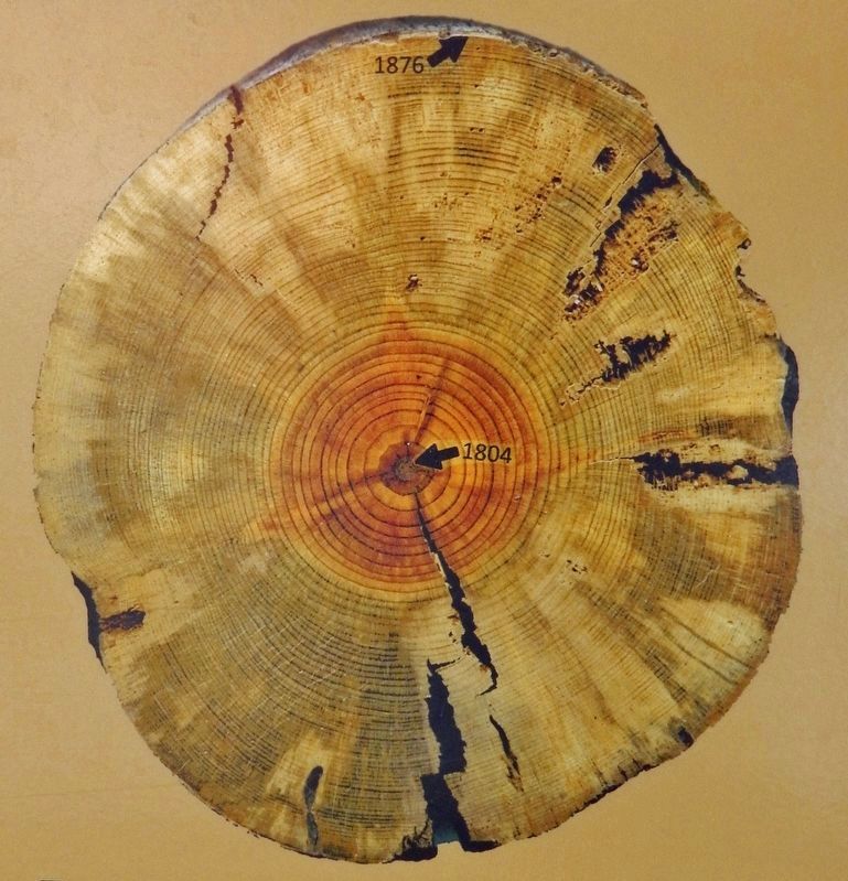Marker detail: Log Cross Section image. Click for full size.