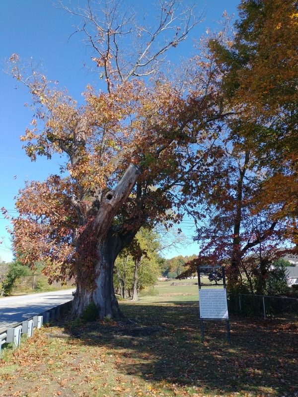 Osborne Boundary Oak Tree Marker image. Click for full size.