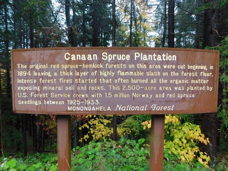Canaan Spruce Plantation Marker image. Click for full size.