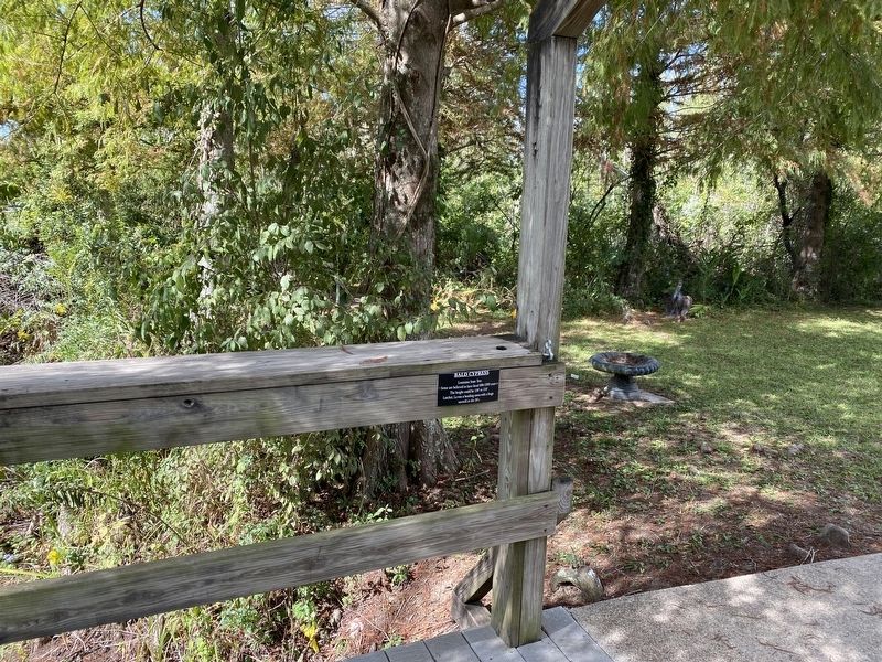 Bald Cypress Marker. Click for full size. Bald Cypress Marker image. Click for full size.