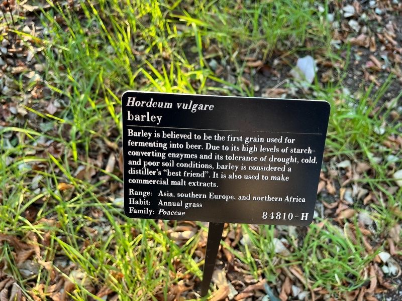 <i>Hordeum vulgare</i> Marker image. Click for full size.