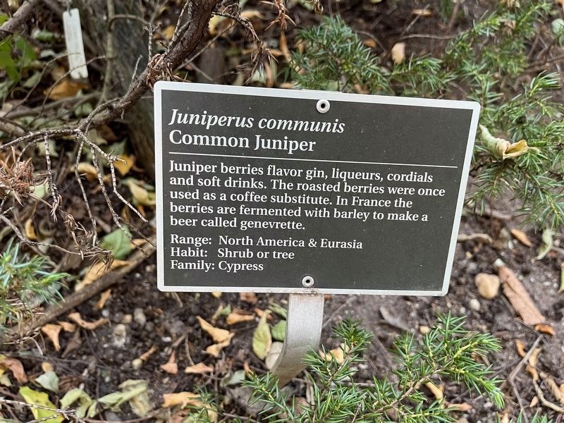 <i>Juniperus communis</i> Marker image. Click for full size.