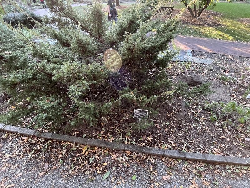 <i>Juniperus communis</i> Marker image. Click for full size.