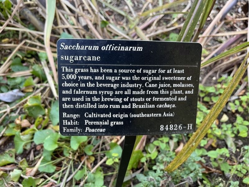 <i>Saccharum officinarum</i> Marker image. Click for full size.