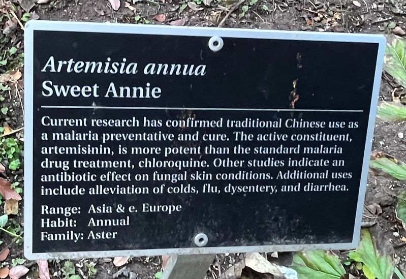 <i>Artemisia annua</i> Marker. Click for full size. <i>Artemisia annua</i> Marker image. Click for full size.