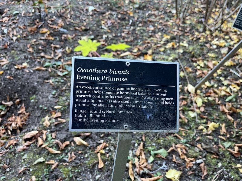 <i>Oenothera biennis</i> Marker. Click for full size. <i>Oenothera biennis</i> Marker image. Click for full size.
