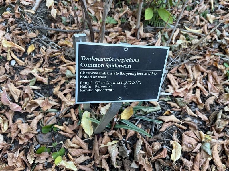 <i>Tradescantia virginiana</i> Marker. Click for full size. <i>Tradescantia virginiana</i> Marker image. Click for full size.
