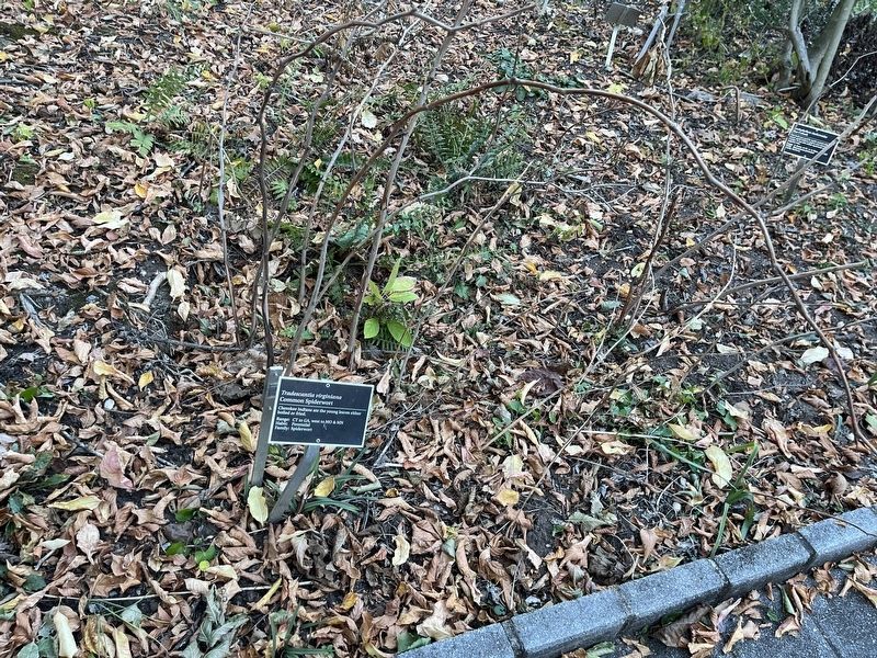 <i>Tradescantia virginiana</i> Marker. Click for full size. <i>Tradescantia virginiana</i> Marker image. Click for full size.