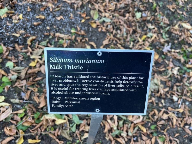 <i>Silybum marianum</i> Marker. Click for full size. <i>Silybum marianum</i> Marker image. Click for full size.