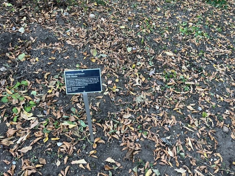 <i>Silybum marianum</i> Marker. Click for full size. <i>Silybum marianum</i> Marker image. Click for full size.
