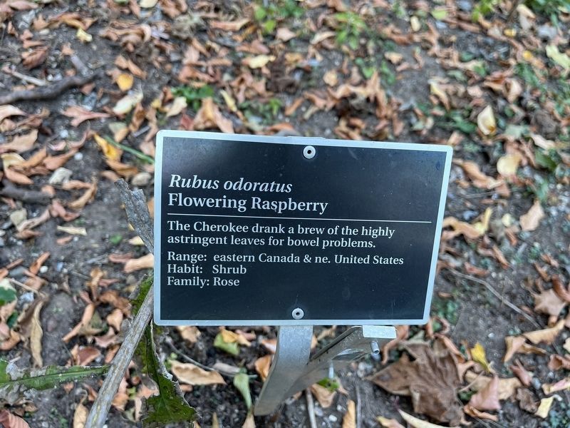 <i>Rubus odoratus</i> Marker. Click for full size. <i>Rubus odoratus</i> Marker image. Click for full size.