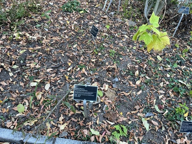 <i>Rubus odoratus</i> Marker. Click for full size. <i>Rubus odoratus</i> Marker image. Click for full size.